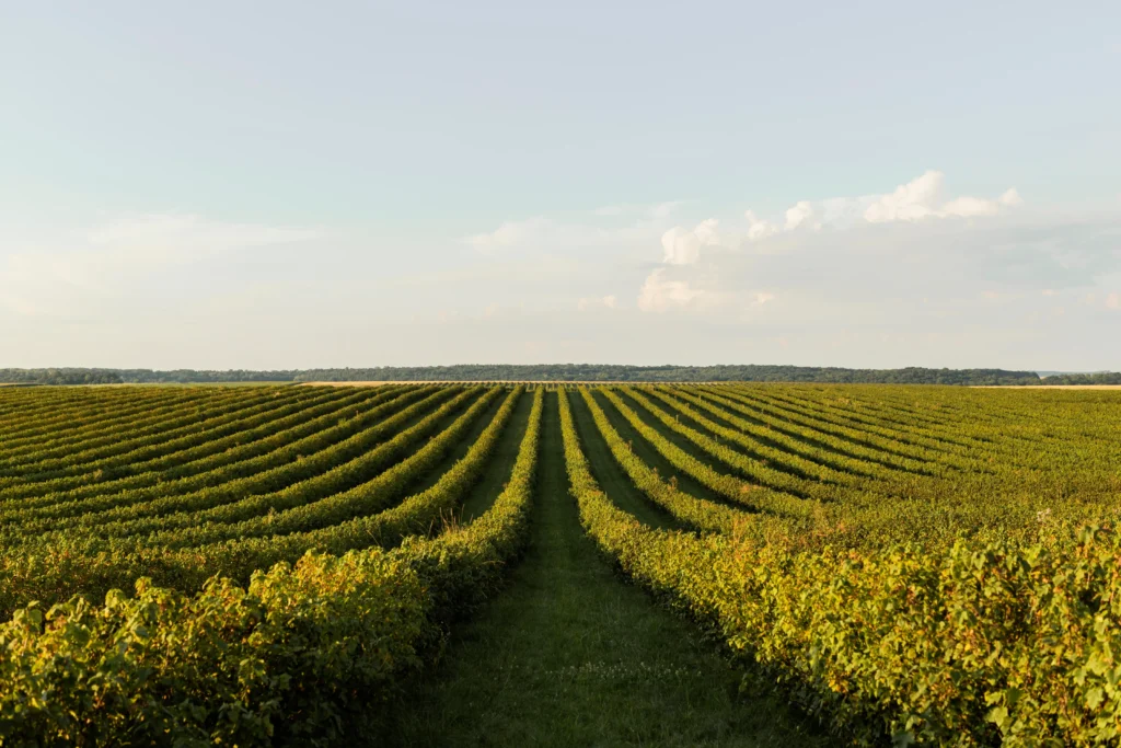 front view landscape with vegetation clear sky